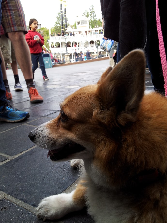While getting some breadbowls and gumbo, Pancake the Corgi rests with an awesome view of the riverboat.