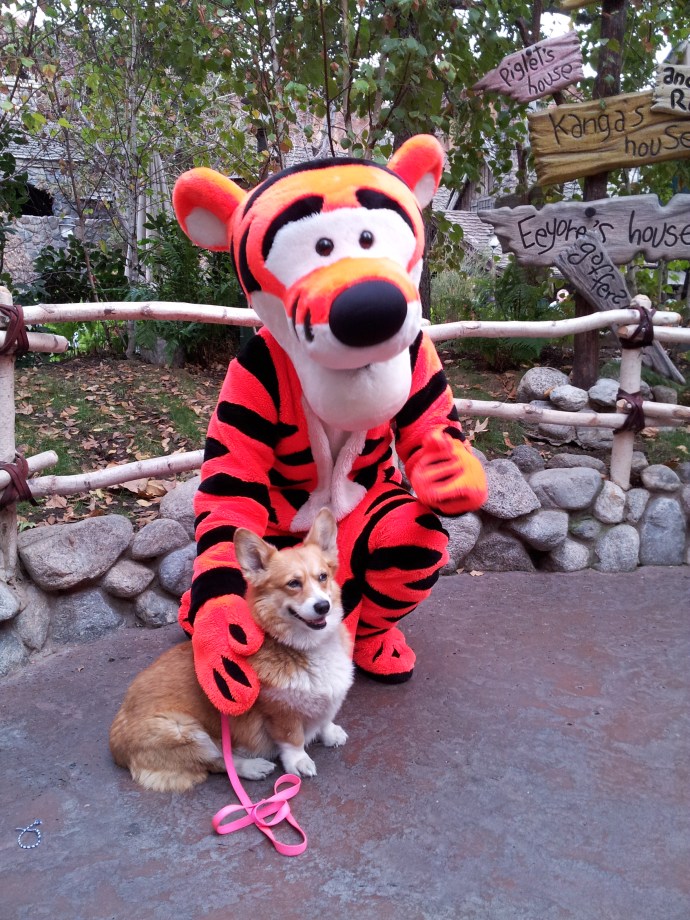 Tigger and Pancake the Corgi