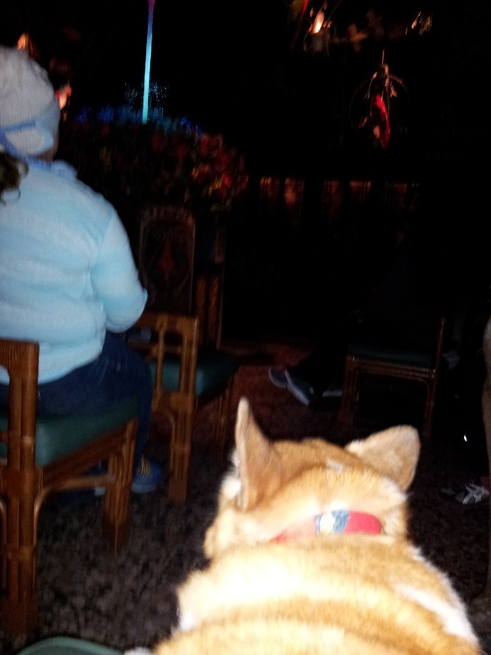 Pancake the Corgi in the Tiki Room