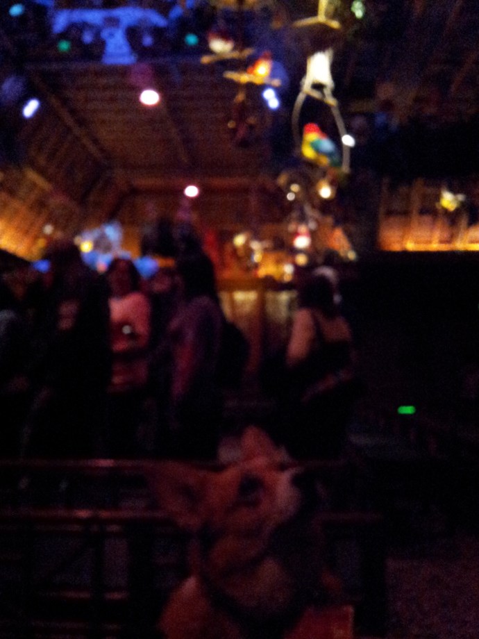 Pancake the Corgi in the Tiki Room