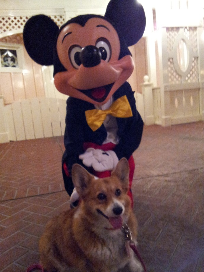 Pancake the Corgi and the Mouse himself