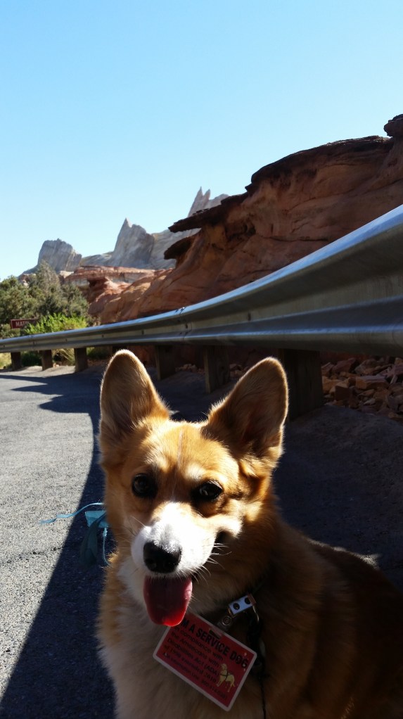 Pancake the Corgi at California Adventure Cars Ride