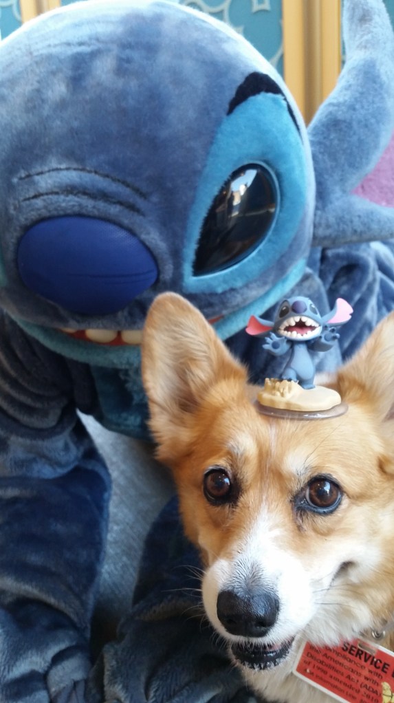 Pancake the Corgi at California Adventure with Stitch and Disney Infinity