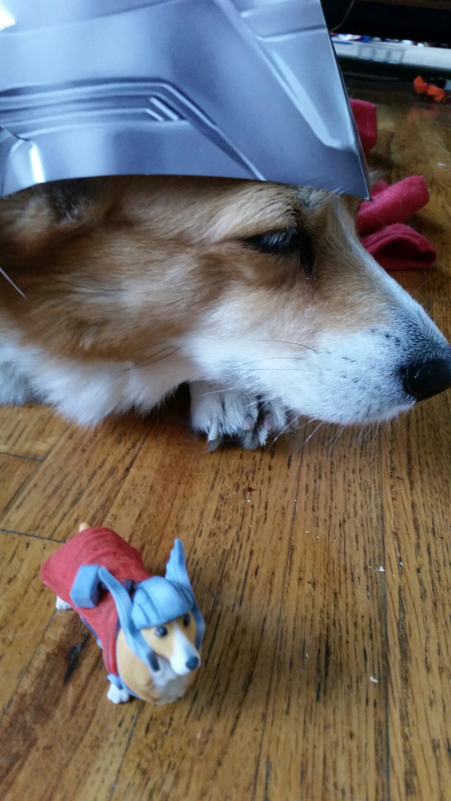 Pancake the Corgi as Thorgi
